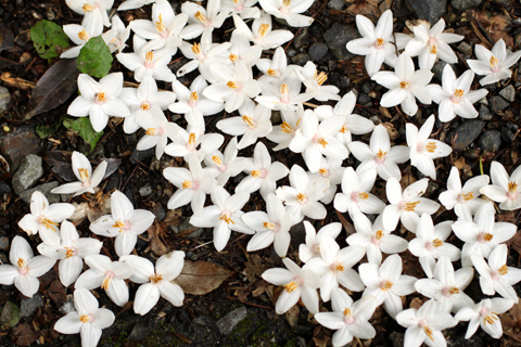エゴの花