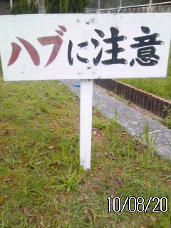 ありがとう 奄美1