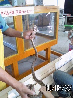 ありがとう 奄美1