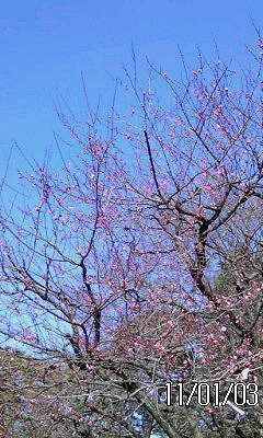。゚*:さぁて今年の運勢は^ω^