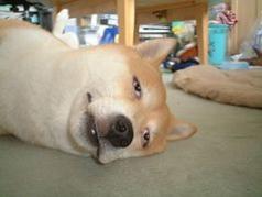 。゚*ハロウィン弁当だよっ*゚。