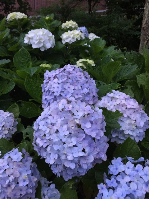 夏? 夏?