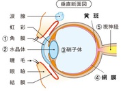 目の水平断面図 目の水平断面図