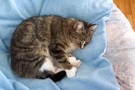 ぐっすり眠るための7か条! ぐっすり眠るための7か条!
