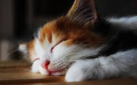 ぐっすり眠るための7か条! ぐっすり眠るための7か条!
