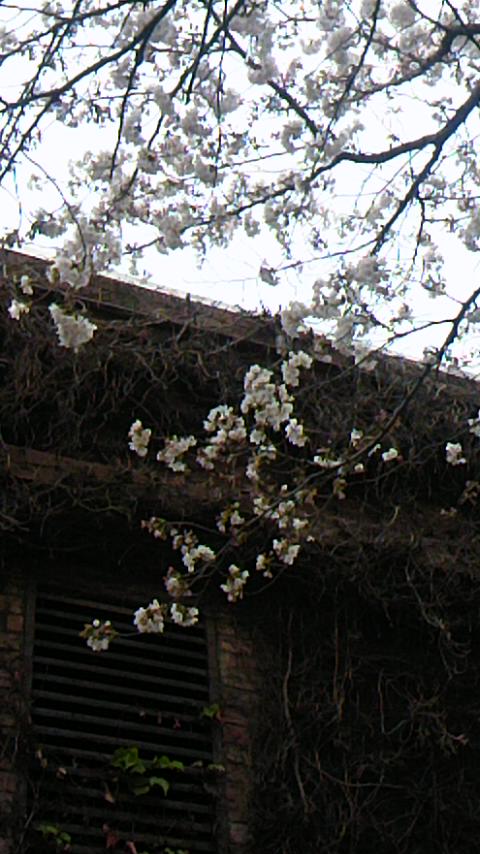 私の秘密?