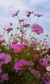秋桜ドライブ