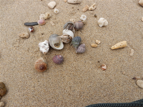 サワラちゃんの加計呂麻島・貝採り日記9