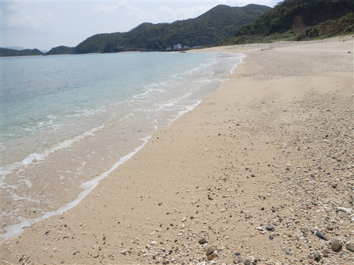 サワラちゃんの　加計呂麻島・貝採り日記-013　　　　