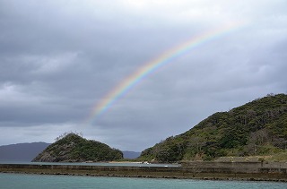 雨を喜ぶカエルたち