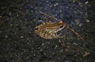 雨を喜ぶカエルたち