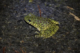 雨を喜ぶカエルたち