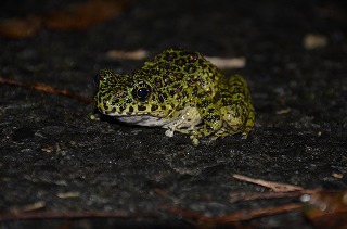 雨を喜ぶカエルたち