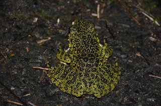 雨を喜ぶカエルたち