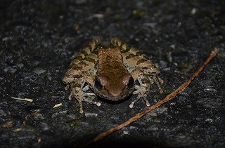 雨を喜ぶカエルたち