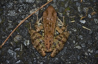 雨を喜ぶカエルたち