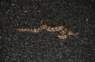 雨を喜ぶカエルたち