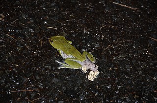 雨を喜ぶカエルたち