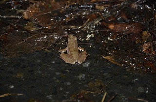 雨を喜ぶカエルたち