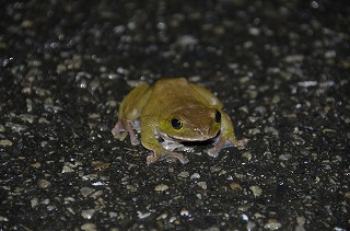 雨を喜ぶカエルたち