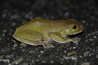 雨を喜ぶカエルたち
