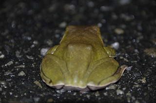 雨を喜ぶカエルたち