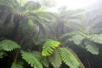 祝！奄美群島国立公園指定『生命 いのち にぎわう亜熱帯のシマ ～森と海と島 人 しまっちゅ の暮らし～』