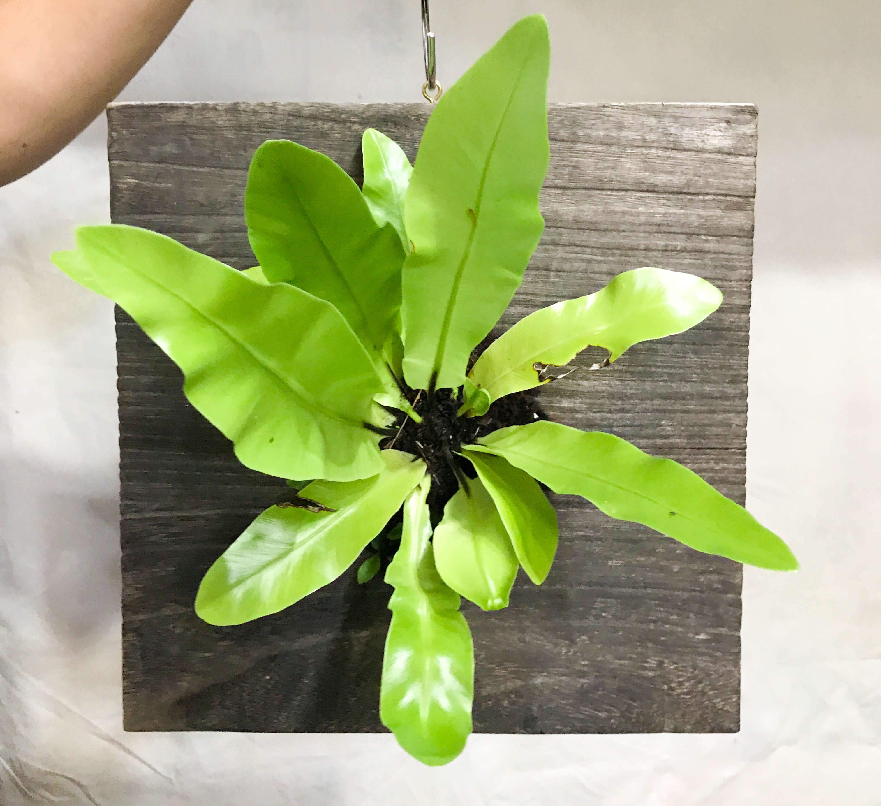 【怪しすぎて気になる】陰キャ植物館12月20日まで 【怪しすぎて気になる】陰キャ植物館12月20日まで