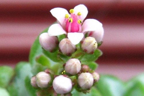 花・花