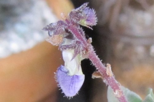 花・花