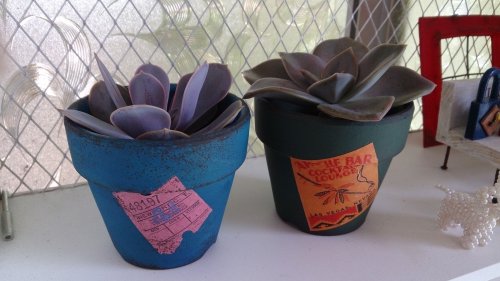 これに植える?