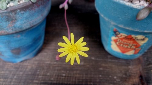 ルビーネックレスの花