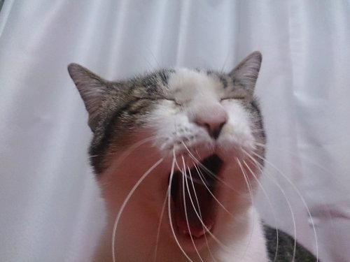 ニャンコの日だって! ニャンコの日だって!