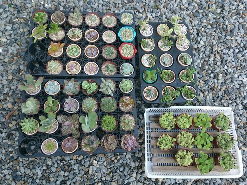 ティンカーベルの花 ティンカーベルの花