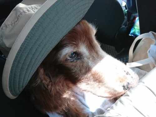 頑張れ老犬! 頑張れ老犬!