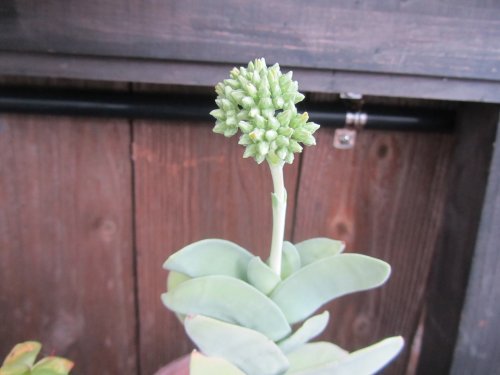 草むしりから~ 草むしりから~
