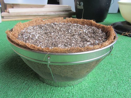 野良セダム? 野良セダム?