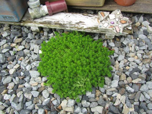野良セダム? 野良セダム?