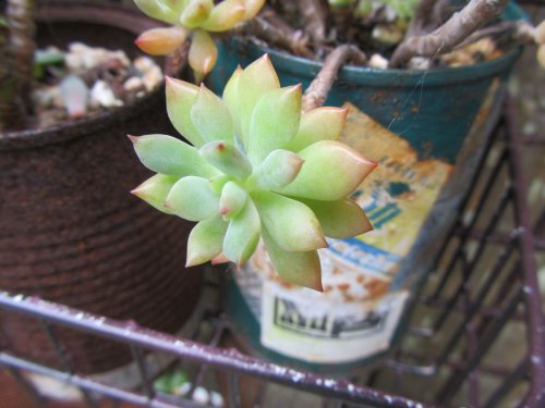 ハートかずらの花 ハートかずらの花