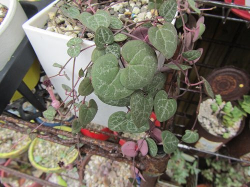 ハートかずらの花 ハートかずらの花