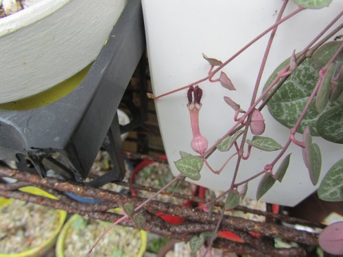 ハートかずらの花 ハートかずらの花
