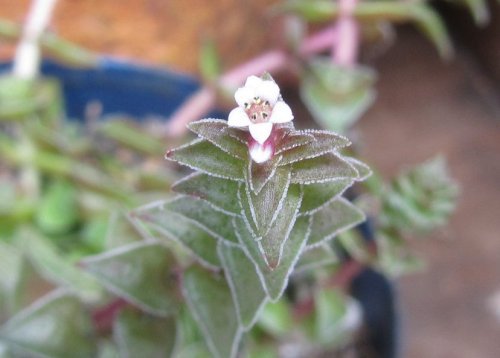 ハートかずらの花 ハートかずらの花