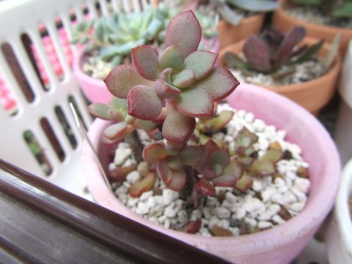 ハートかずらの花 ハートかずらの花