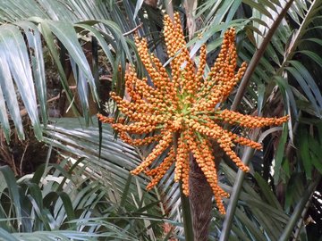 クロツグや、花の形は いとをかし