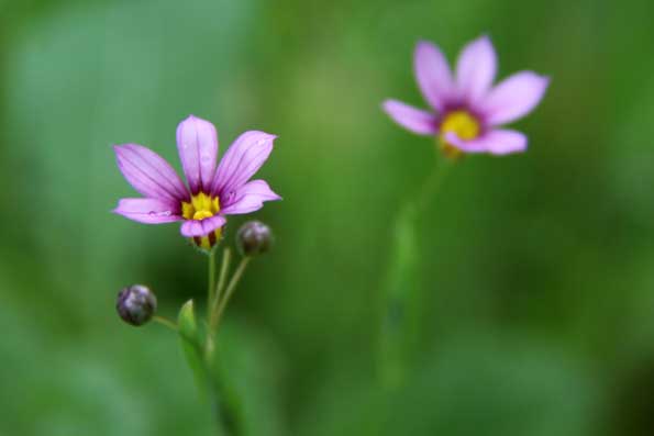 野の花