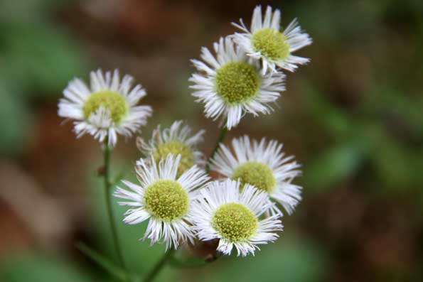 野の花