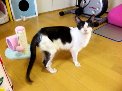 猫の里親募集