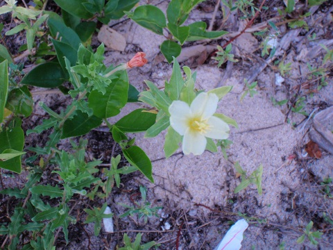 コマツヨイグサ 浜の植物