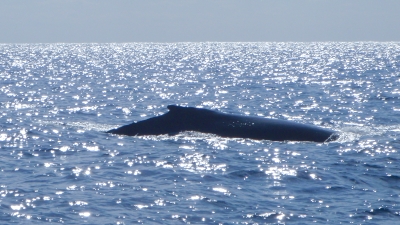 クジラシーズン
