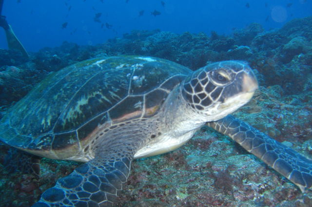 奄美海洋生物研究会 5月11日ウミガメミーティング